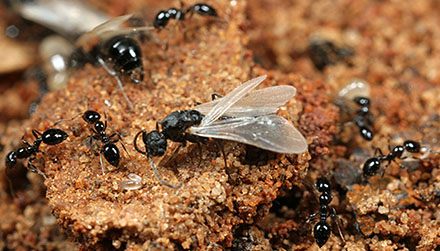 Fly and Ant Nest Pest Control Services