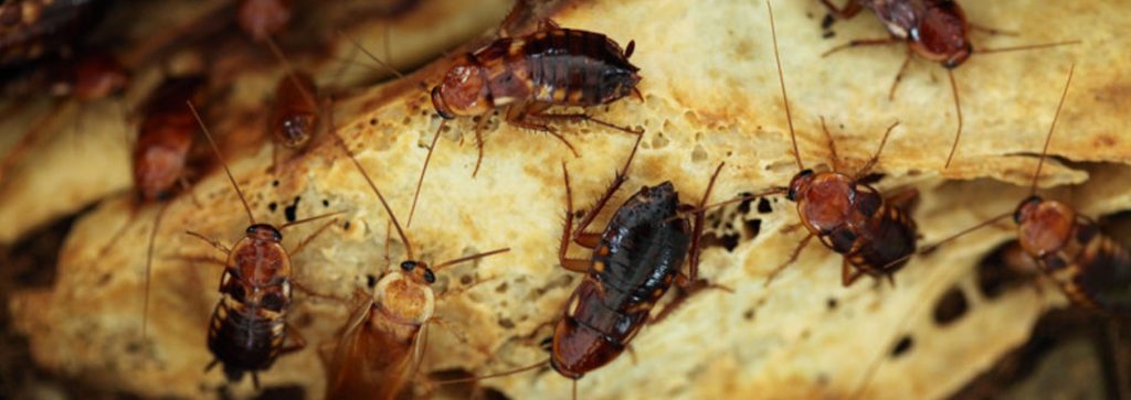 Cockroach Pest Control Services