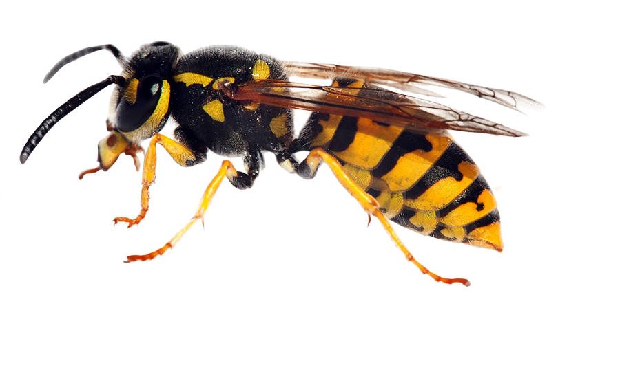 Wasp Removal Leeds