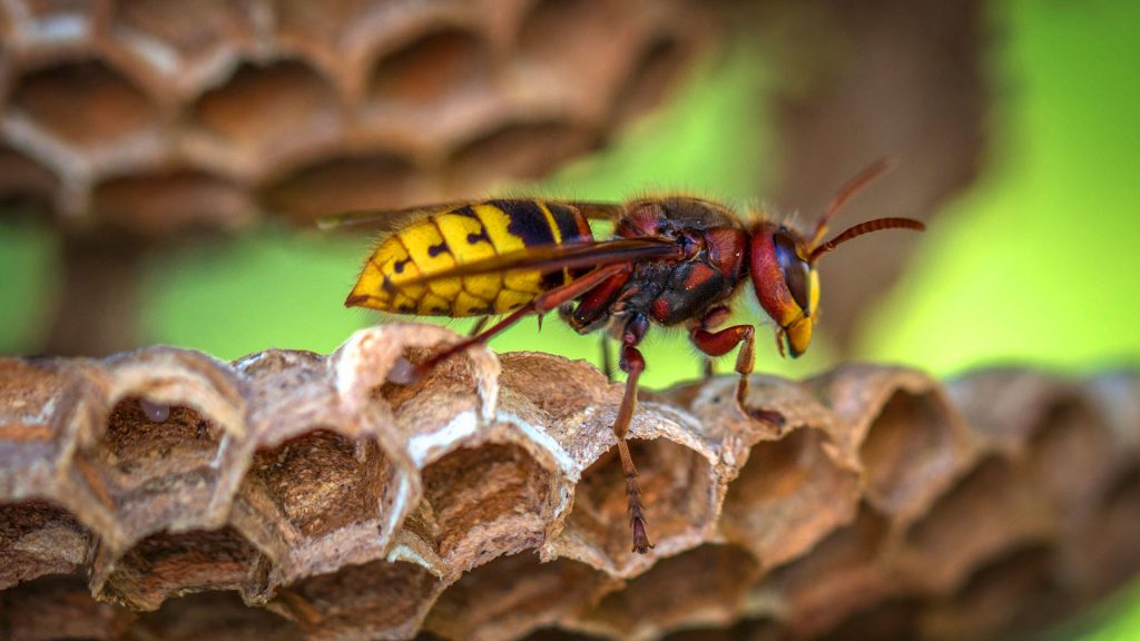 Wasp Seasons