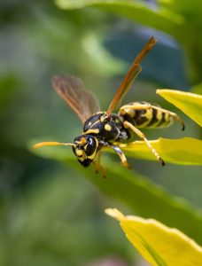 wasp on leaf