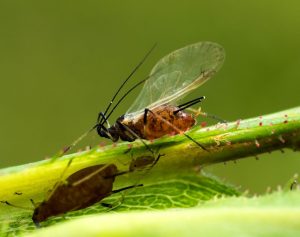 close-up of a termite on plant branch