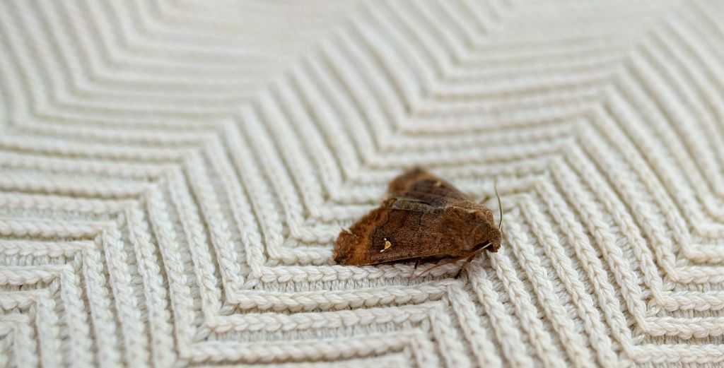 Clothes moth on bedding