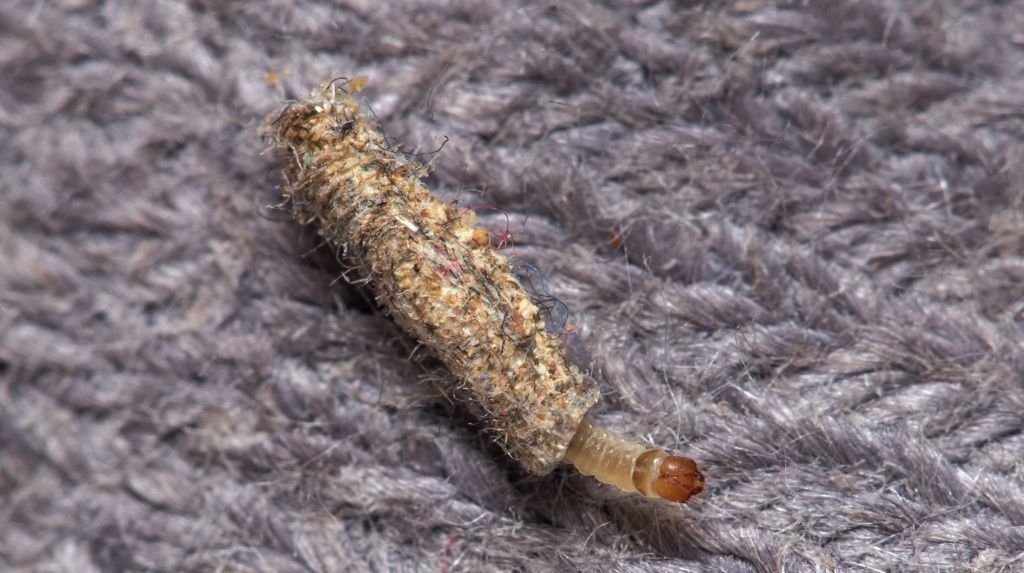 Clothes moth larvae in fabric