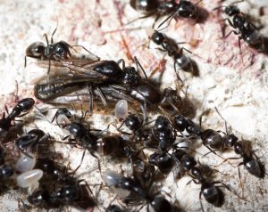 Flying ant colony acting erratic