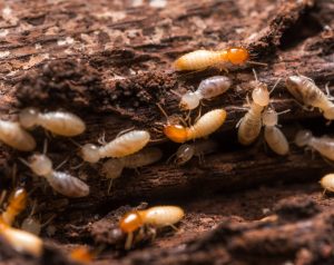 Termite colony eating their way through rotting wood