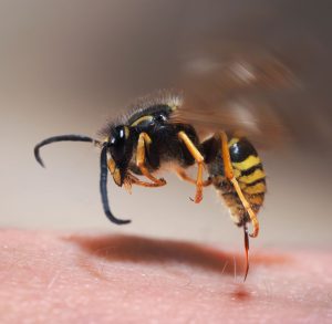 Wasp stinging persons skin