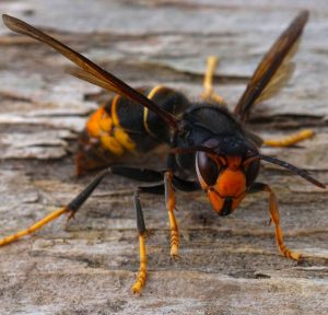 Asian hornet looking towards camera