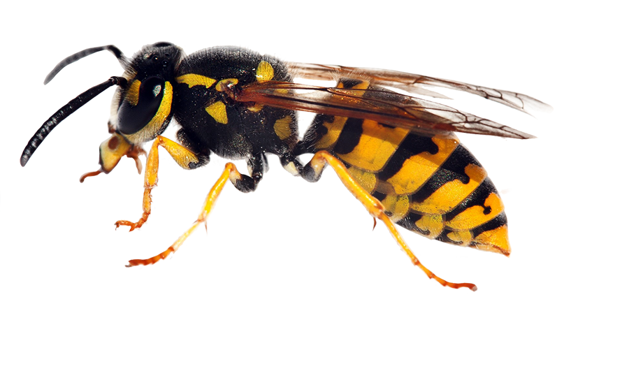 wasp-nest-removal-Keighley