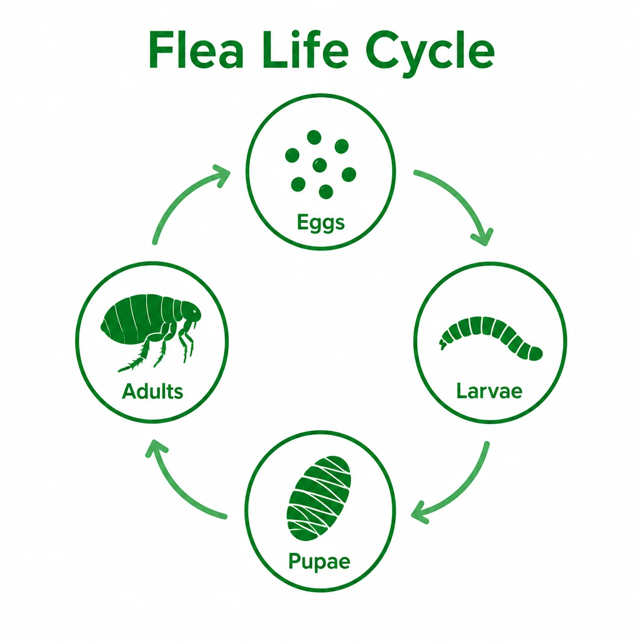 Graphic showing eggs, larvae, pupae and adults in the flea life cycle.