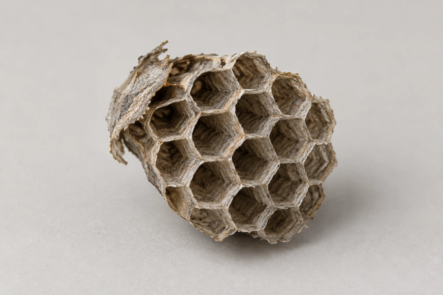 Empty grey-brown wasp paper comb with exposed hexagonal cells.