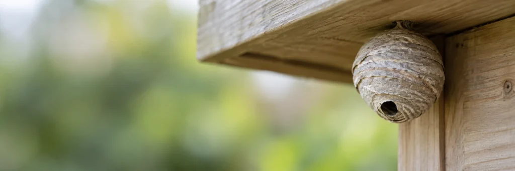 Grey paper wasp nest beneath wooden shed eaves.